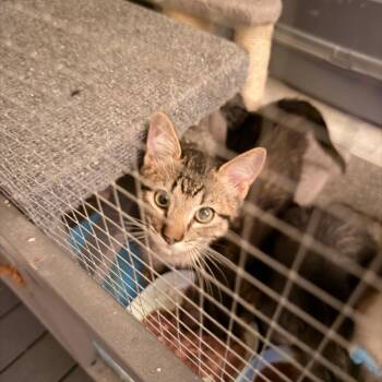 Senshi -  Domestic Short Hair Cat for Adoption in Vallejo, California - Senshi | PetCurious