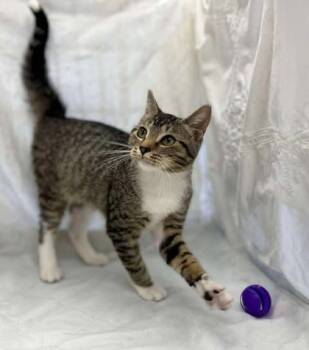 Rescue Domestic Short Hair Cats for Adoption in Tiger, Georgia - Key Lime | PetCurious