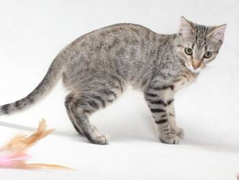 HARPER -  Domestic Short Hair Cat for Adoption in Burbank, California - HARPER | PetCurious