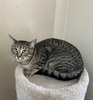 Domestic Short Hair Cats Available for Adoption in Marshall, Texas - Mochi | PetCurious