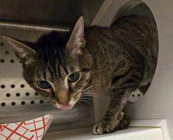 Rescue Domestic Short Hair Cats for Adoption in Raleigh, North Carolina - Lynx | PetCurious