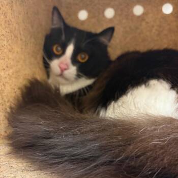 Mister -  American Shorthair Cat for Adoption in Reno, Nevada - Mister | PetCurious