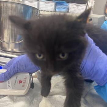 Armstrong -  Domestic Medium Hair Cat for Adoption in Salt Lake City, Utah - Armstrong | PetCurious