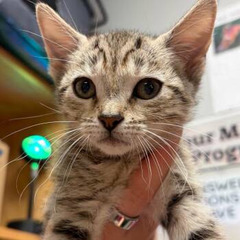 Eda -  Domestic Short Hair Cat for Adoption in Chattanooga, Tennessee - Eda | PetCurious