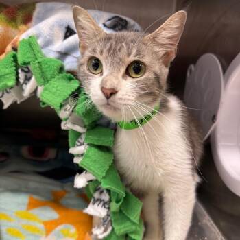 Teresa -  Domestic Short Hair Cat for Adoption in Fort Wayne, Indiana - Teresa | PetCurious