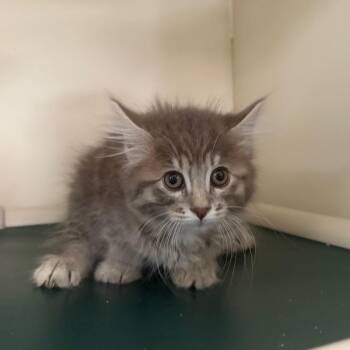 Jelly -  Domestic Medium Hair Cat for Adoption in Spanish Fork, Utah - Jelly | PetCurious