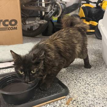 Domestic Long Hair Cats Available for Adoption in Long Beach, California - Onyx_4 | PetCurious