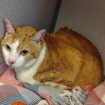 Grace -  Domestic Short Hair Cat for Adoption in Cedar Rapids, Iowa - Grace | PetCurious