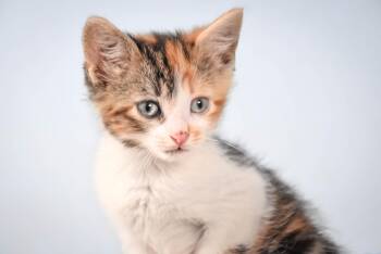 FROYO -  Domestic Long Hair Cat for Adoption in Loveland, Colorado - FROYO | PetCurious