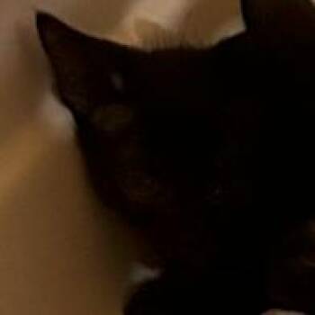 8B Padme Roswell -  Domestic Short Hair Cat for Adoption in Denver, Colorado - 8B Padme Roswell | PetCurious
