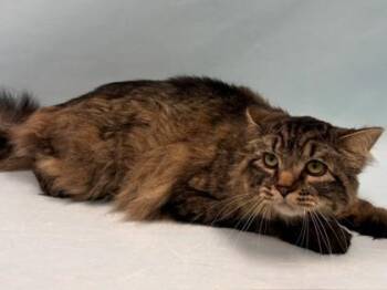 Blue -  Domestic Medium Hair Cat for Adoption in Minneapolis, Minnesota - Blue | PetCurious