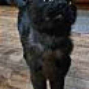 Domestic Short Hair Cats Available for Adoption in Fort Worth, Texas - Poe | PetCurious