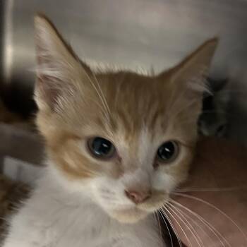 Golf -  American Shorthair Cat for Adoption in Lufkin, Texas - Golf | PetCurious