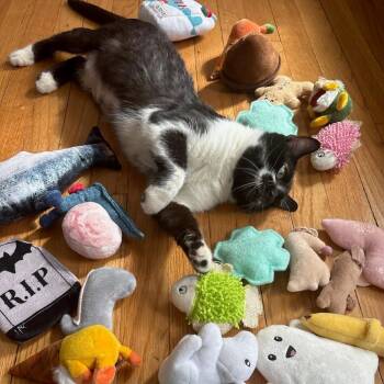 Zenyatta -  Domestic Short Hair Cat for Adoption in Evanston, Illinois - Zenyatta | PetCurious