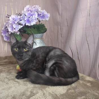 Marina -  Domestic Short Hair Cat for Adoption in Long Beach, Mississippi - Marina | PetCurious