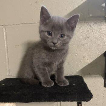 Domestic Short Hair Cats Available for Adoption in Toms River, New Jersey - Aviv | PetCurious