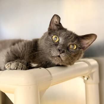 Jonas -  Domestic Short Hair Cat for Adoption in Stafford Township, New Jersey - Jonas | PetCurious