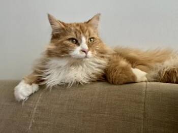Mitaine -  Domestic Short Hair Cat for Adoption in Montreal, Quebec - Mitaine | PetCurious