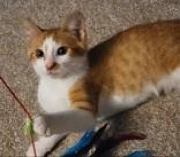 Pumpkin -  Domestic Short Hair Cat for Adoption in Mineral Point, Wisconsin - Pumpkin | PetCurious