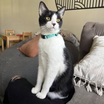 Domestic Short Hair and Tuxedo Cats Available for Adoption - Peanut Pie | PetCurious
