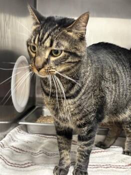 ATLAS -  Domestic Short Hair Cat for Adoption - ATLAS | PetCurious