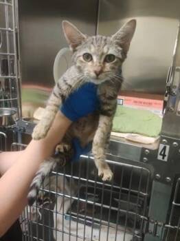 Purrcival -  Domestic Short Hair Cat for Adoption in Richmond, Virginia - Purrcival | PetCurious