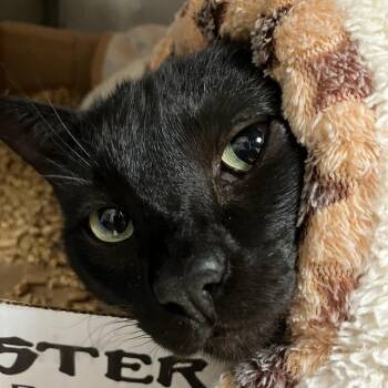 Logan -  Domestic Short Hair Cat for Adoption in Brighton, Missouri - Logan | PetCurious