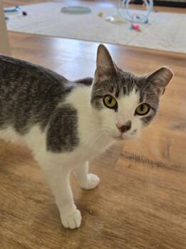 Domestic Short Hair Cats Available for Adoption - MUFFIN | PetCurious
