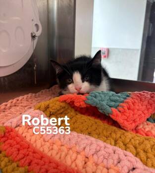 Robert -  Domestic Short Hair Cat for Adoption in Clarksville, Tennessee - Robert | PetCurious
