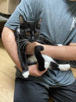 Baby Girl -  Domestic Short Hair Cat for Adoption in Pine Grove, Pennsylvania - Baby Girl | PetCurious