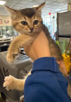 Suki -  Domestic Short Hair Cat Available for Adoption in Rockwall, Texas - Suki | PetCurious