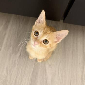Bonnie -  Domestic Short Hair Cat for Adoption in Lakeland, Florida - Bonnie | PetCurious