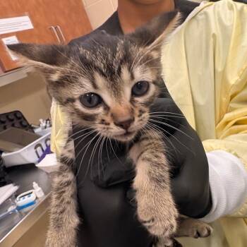Baby Girl -  Domestic Short Hair Cat for Adoption in Winston-salem, North Carolina - Baby Girl | PetCurious