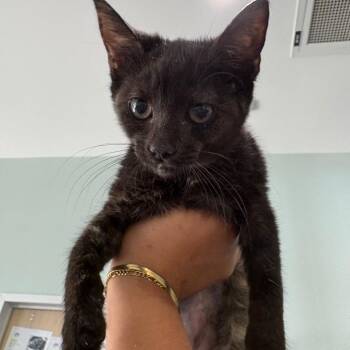 Oinky O1 -  American Shorthair Cat for Adoption in Leander, Texas - Oinky O1 | PetCurious