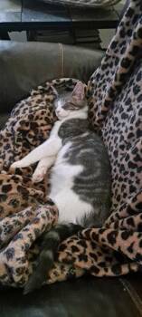 Elliott -  Tabby Cat for Adoption in Pineville, Louisiana - Elliott | PetCurious
