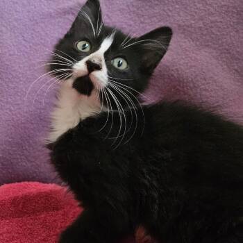 Jacquie -  Domestic Short Hair Cat for Adoption in Baker City, Oregon - Jacquie | PetCurious