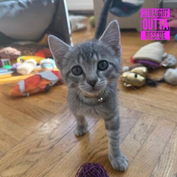 David Meowie -  Domestic Short Hair Cat for Adoption in Vancouver, British Columbia - David Meowie | PetCurious