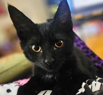 EMPEROR KUZCO -  Domestic Short Hair Cat for Adoption in Burbank, California - EMPEROR KUZCO | PetCurious