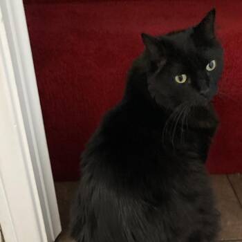 Fluffy -  Domestic Long Hair Cat for Adoption in Las Vegas, Nevada - Fluffy | PetCurious