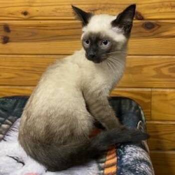 Patchouli - Seal Point Siamese -  Siamese Cat for Adoption in Southern Pines, North Carolina - Patchouli - Seal Point Siamese | PetCurious