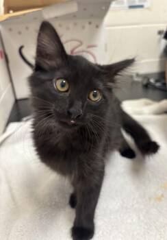 Mewtwo -  Domestic Short Hair Cat for Adoption in Santa Rosa, California - Mewtwo | PetCurious