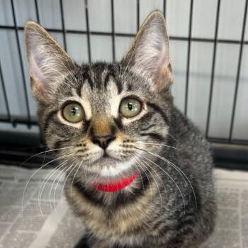 Sallie -  Domestic Short Hair Cat for Adoption in Buffalo, New York - Sallie | PetCurious