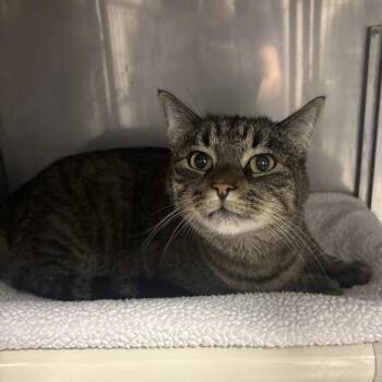 Neo -  Domestic Short Hair Cat for Adoption in Hampton Bays, New York - Neo | PetCurious