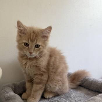 Butterscotch -  Tabby Cat for Adoption in Kenhorst, Pennsylvania - Butterscotch | PetCurious
