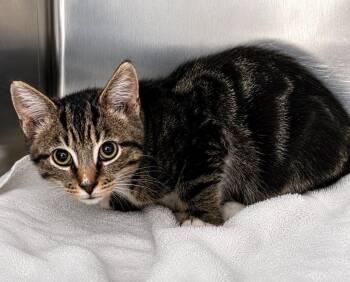 Sandy -  Domestic Short Hair Cat for Adoption in Labelle, Florida - Sandy | PetCurious
