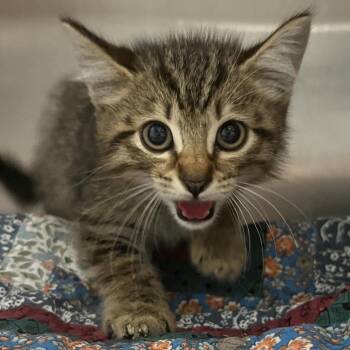 Crisp -  Domestic Short Hair Cat for Adoption in Chattanooga, Tennessee - Crisp | PetCurious