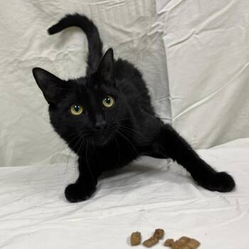 Domestic Short Hair Cats Available for Adoption - Banana Phone | PetCurious