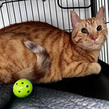 Nibbles -  Domestic Short Hair Cat for Adoption in Dallas, Texas - Nibbles | PetCurious