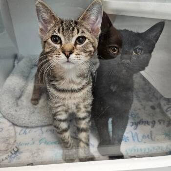 Sketti -  Domestic Short Hair Cat for Adoption in Jasper, Indiana - Sketti | PetCurious