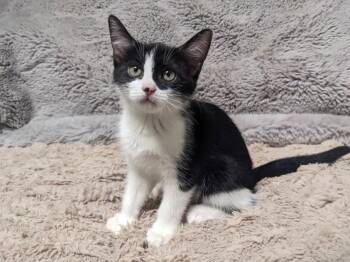 Treayce -  Domestic Short Hair Cat for Adoption in Fort Lupton, Colorado - Treayce | PetCurious
